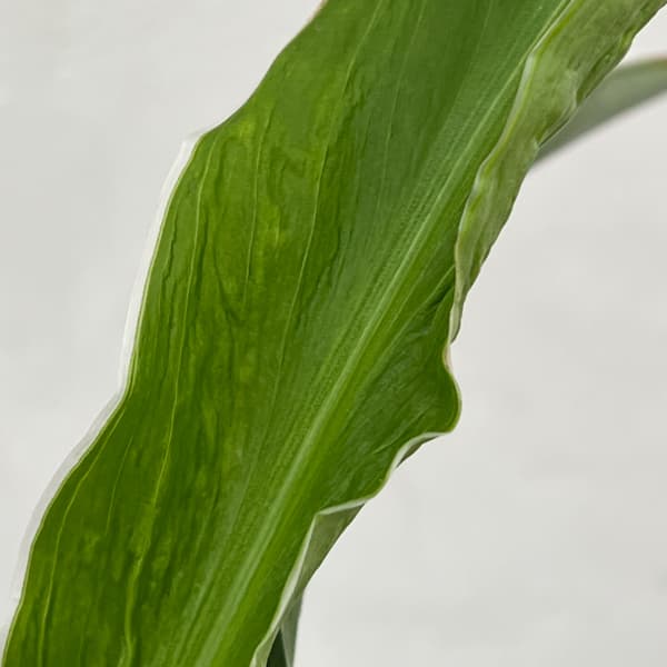 カンナ：白斑入り　3号鉢植え