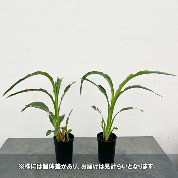 カンナ：白斑入り　3号鉢植え