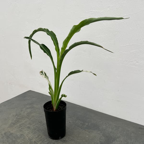 カンナ：白斑入り　3号鉢植え