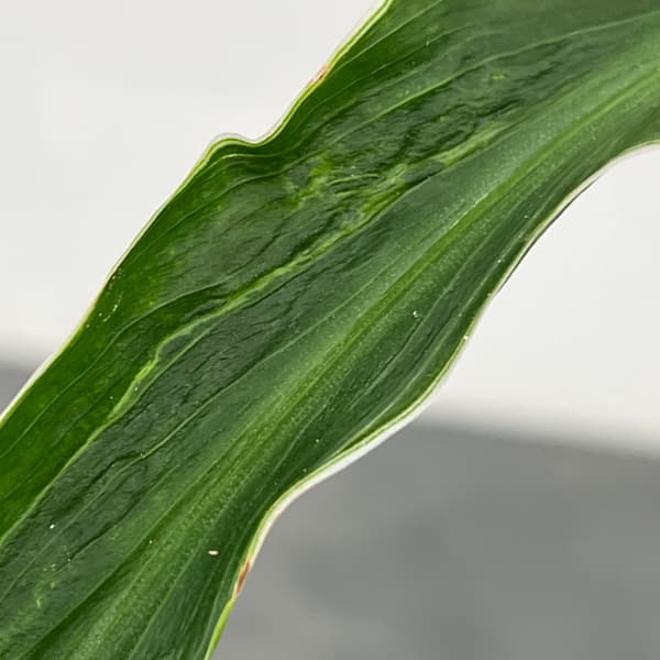 カンナ：白斑入り　3号鉢植え