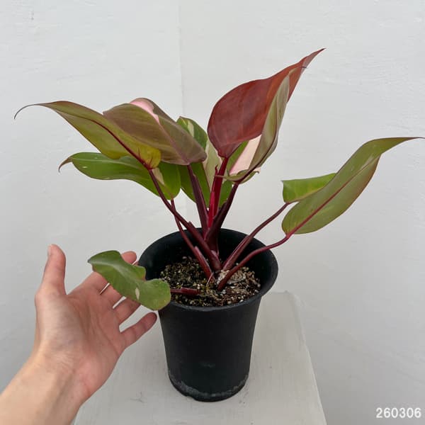 フィロデンドロン：ピンクプリンセス　4号鉢植え26-01