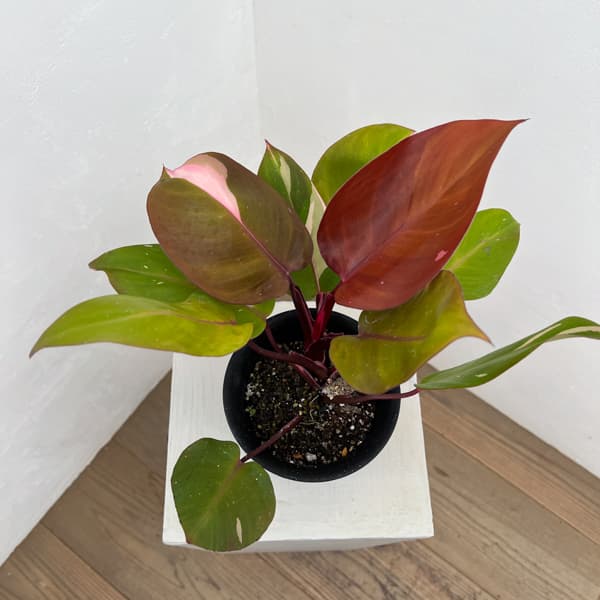 フィロデンドロン：ピンクプリンセス　4号鉢植え26-01