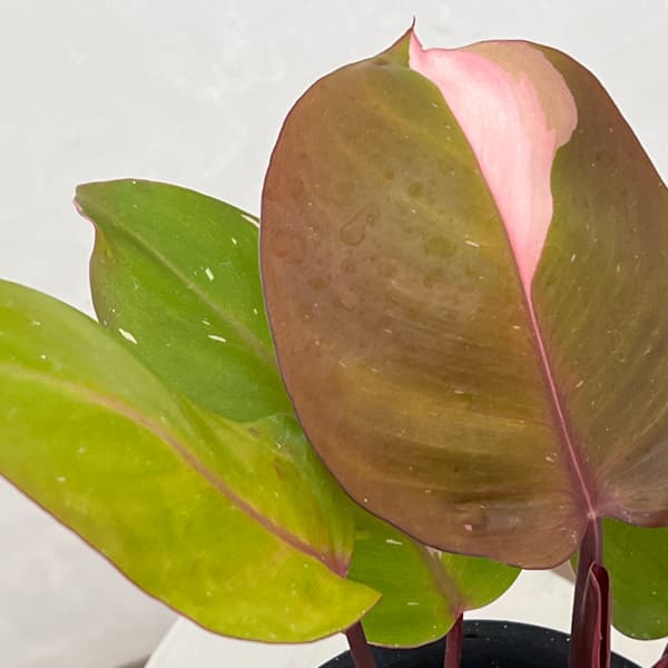 フィロデンドロン：ピンクプリンセス　4号鉢植え26-01