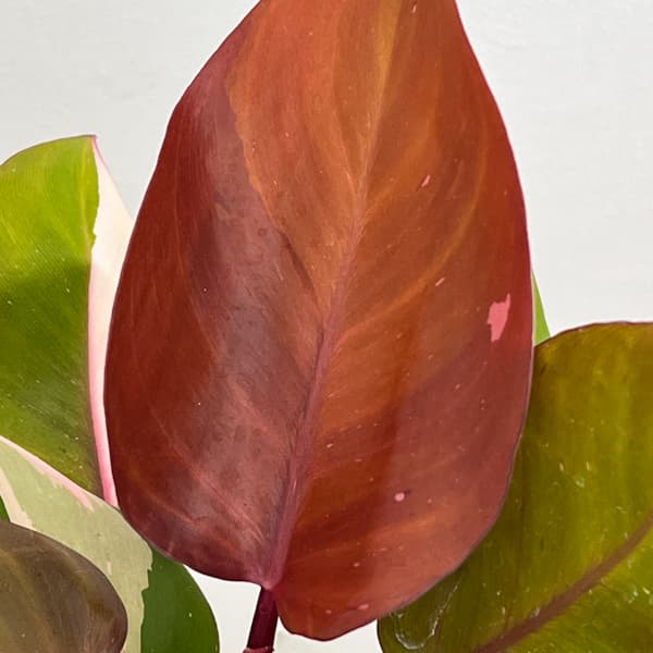 フィロデンドロン：ピンクプリンセス　4号鉢植え26-01