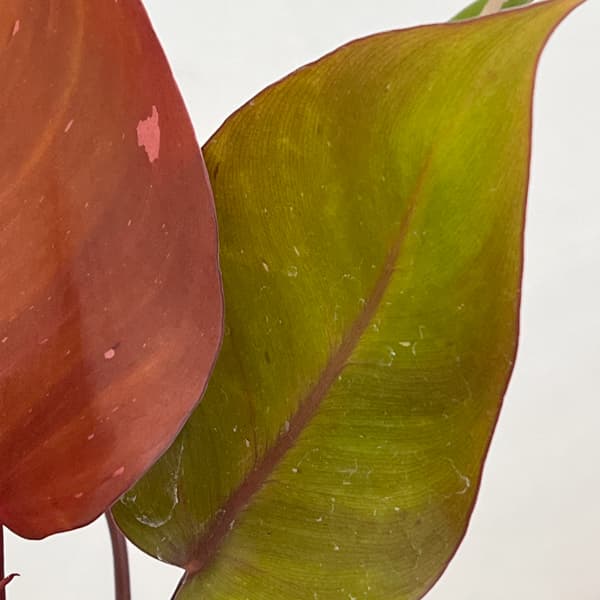 フィロデンドロン：ピンクプリンセス　4号鉢植え26-01