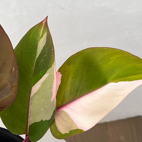 フィロデンドロン：ピンクプリンセス　4号鉢植え26-01