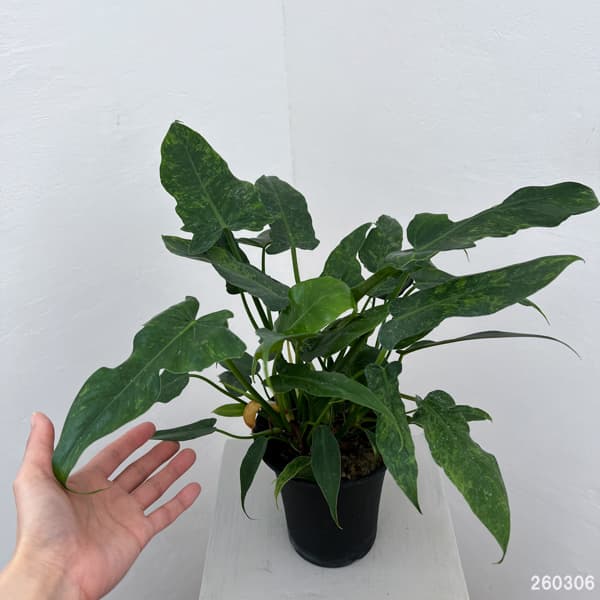 フィロデンドロン:ライムフィドル 4号鉢植え