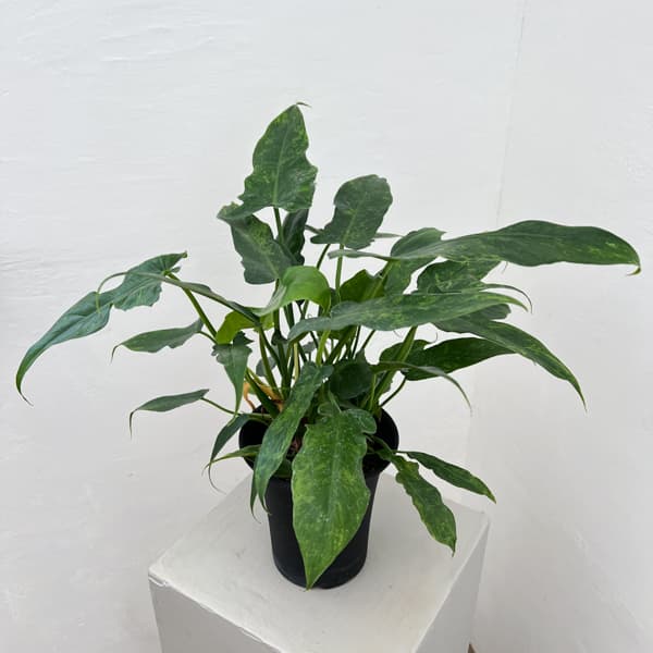 フィロデンドロン:ライムフィドル 4号鉢植え