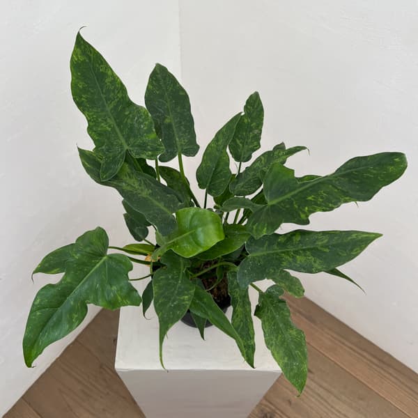 フィロデンドロン:ライムフィドル 4号鉢植え