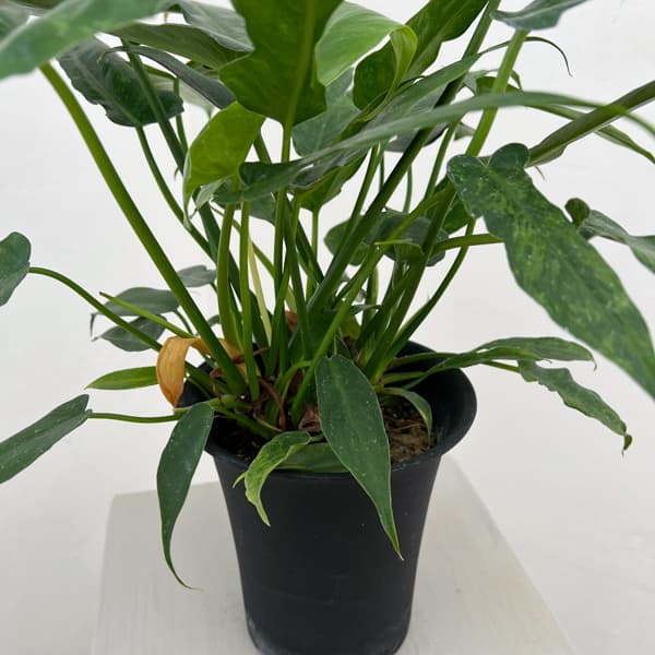 フィロデンドロン:ライムフィドル 4号鉢植え