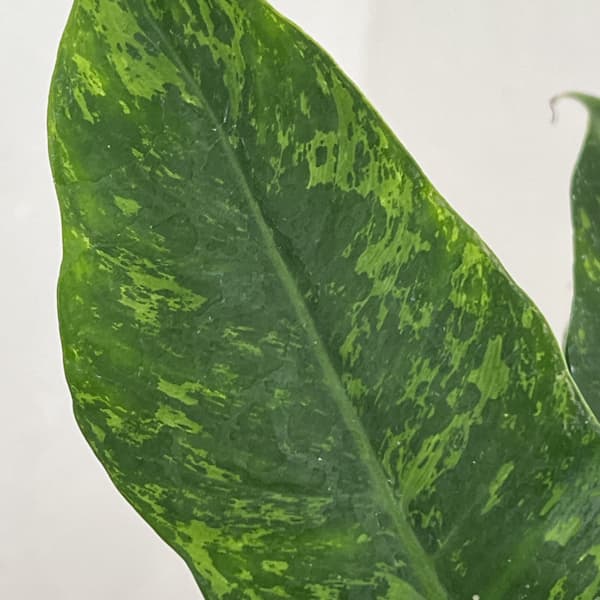 フィロデンドロン:ライムフィドル 4号鉢植え