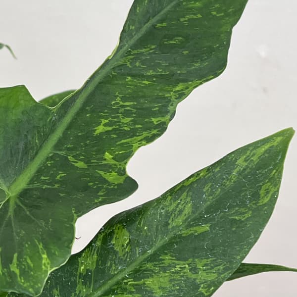 フィロデンドロン:ライムフィドル 4号鉢植え