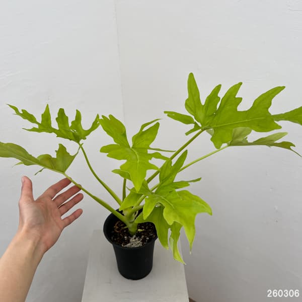 フィロデンドロン：ワースウィッシー　フラバム　4号鉢植え26-01