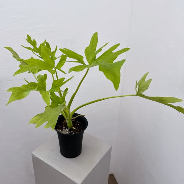 フィロデンドロン：ワースウィッシー　フラバム　4号鉢植え26-01