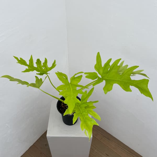 フィロデンドロン：ワースウィッシー　フラバム　4号鉢植え26-01