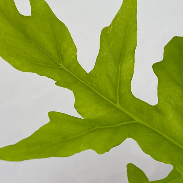 フィロデンドロン：ワースウィッシー　フラバム　4号鉢植え26-01