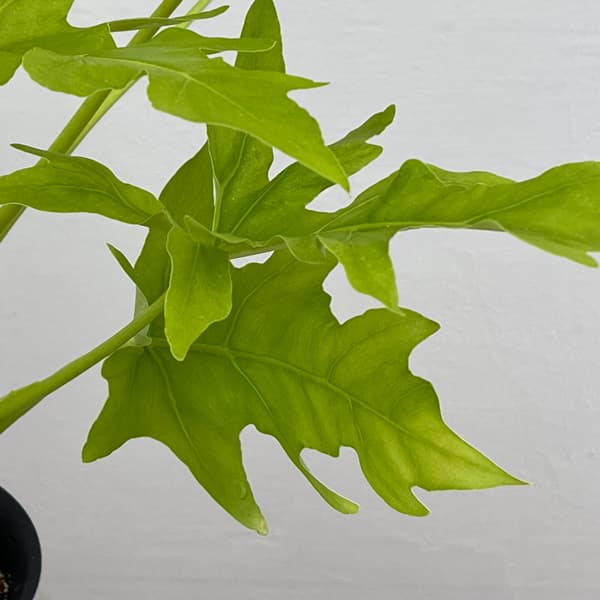 フィロデンドロン：ワースウィッシー　フラバム　4号鉢植え26-01