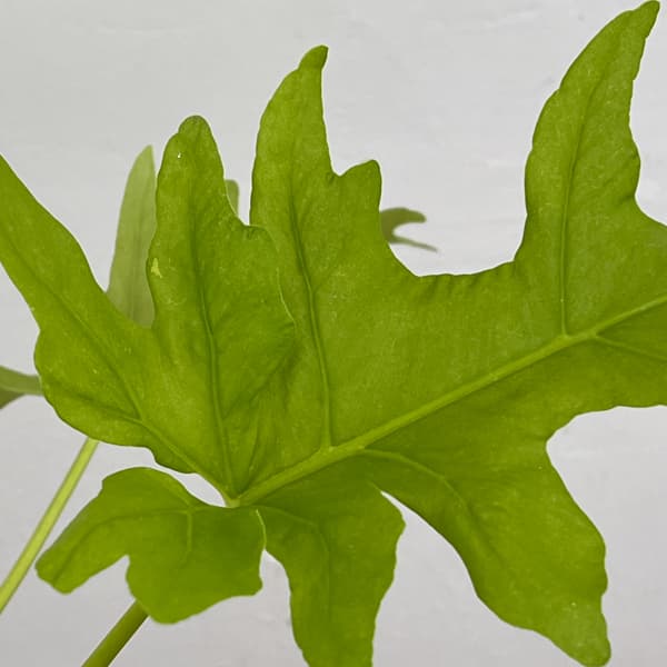 フィロデンドロン：ワースウィッシー　フラバム　4号鉢植え26-01