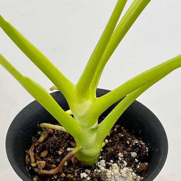 フィロデンドロン：ワースウィッシー　フラバム　4号鉢植え26-01