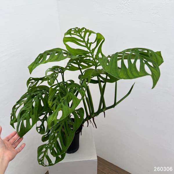 モンステラ：エピプレムノイデス　エスケレート　4号鉢植え26-01