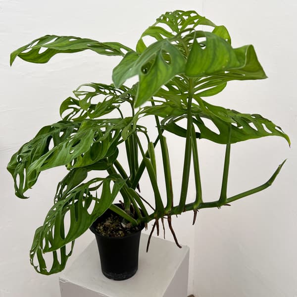 モンステラ：エピプレムノイデス　エスケレート　4号鉢植え26-01