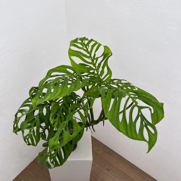 モンステラ：エピプレムノイデス　エスケレート　4号鉢植え26-01