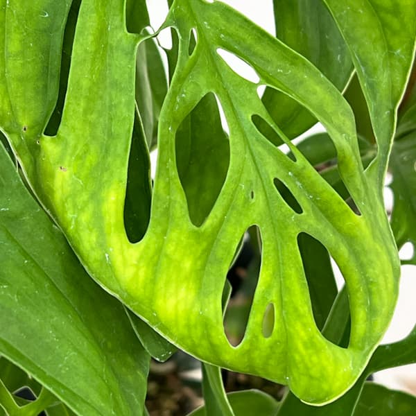 モンステラ：エピプレムノイデス　エスケレート　4号鉢植え26-01