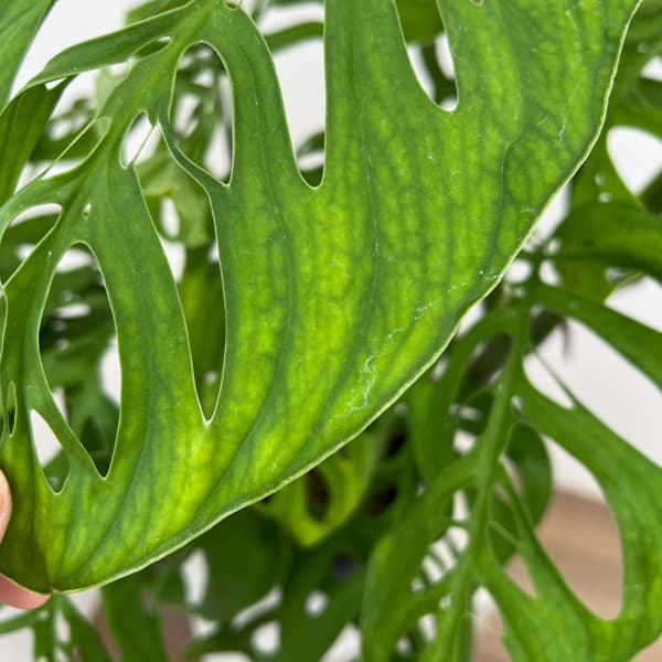 モンステラ：エピプレムノイデス　エスケレート　4号鉢植え26-01