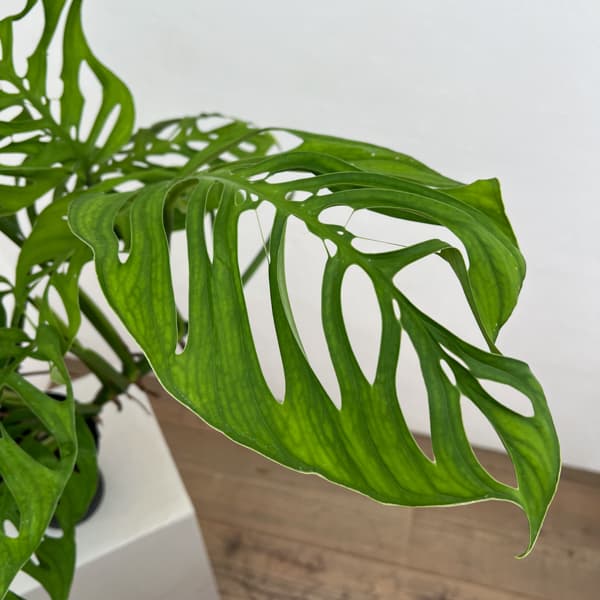 モンステラ：エピプレムノイデス　エスケレート　4号鉢植え26-01