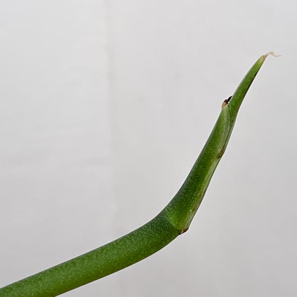 モンステラ：エピプレムノイデス　エスケレート　4号鉢植え26-01