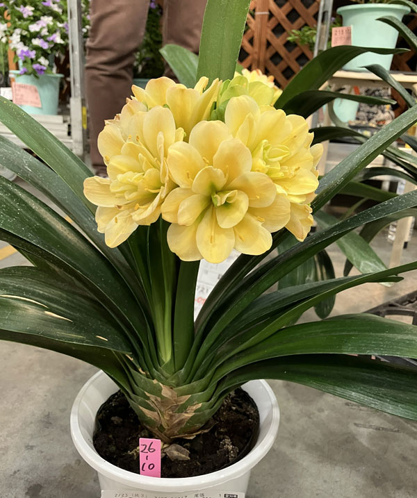 クンシラン:黄花八重咲き君子蘭 令和ゴールド 6号鉢植え 26-01