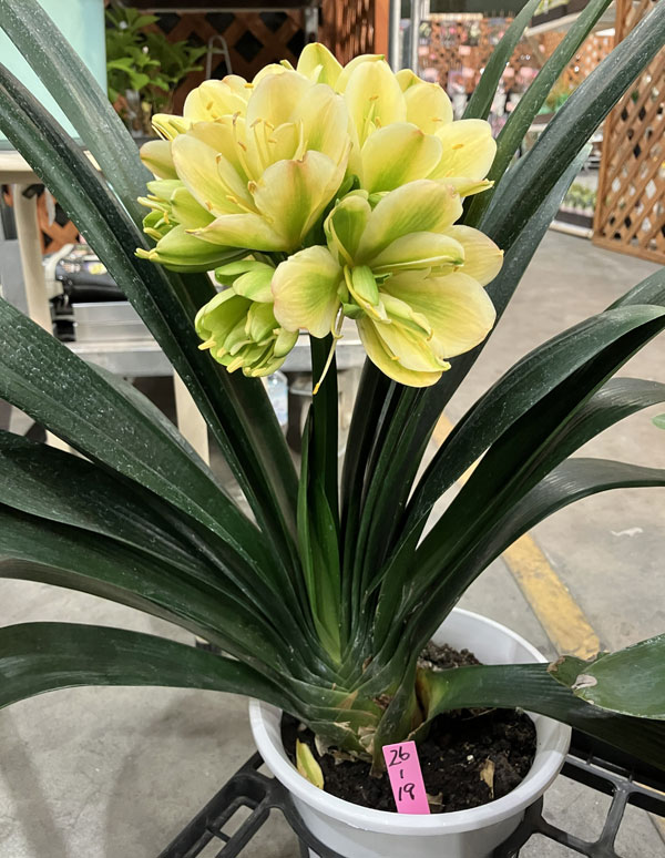 クンシラン：黄花八重咲き君子蘭 令和ゴールド 6号鉢植え 26-02