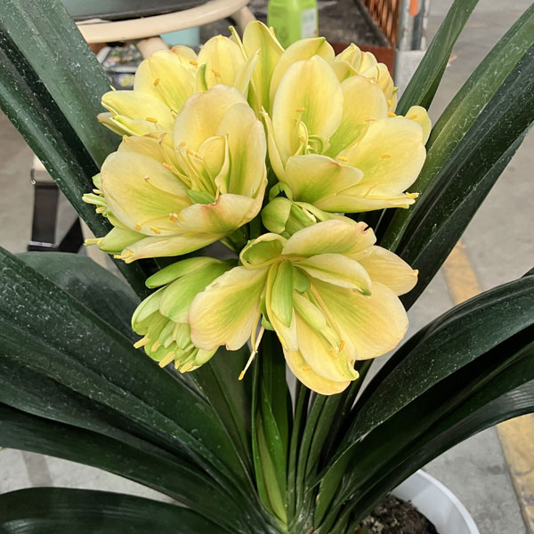 クンシラン：黄花八重咲き君子蘭 令和ゴールド 6号鉢植え 26-02