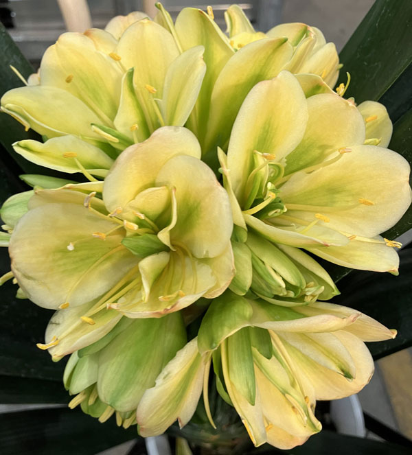 クンシラン：黄花八重咲き君子蘭 令和ゴールド 6号鉢植え 26-02