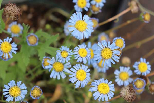 キングフィッシャー デージー3.5号ポット（エフメールナガモリさん生産株）