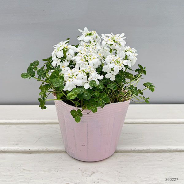 イベリス＆クローバー3.5号ポット