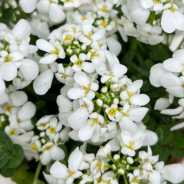 イベリス＆クローバー3.5号ポット