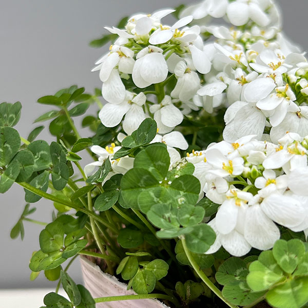 イベリス＆クローバー3.5号ポット