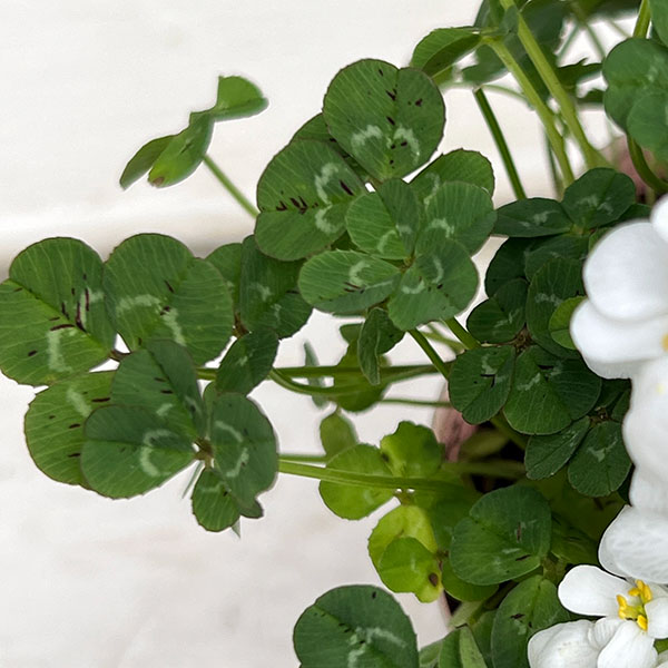 イベリス＆クローバー3.5号ポット