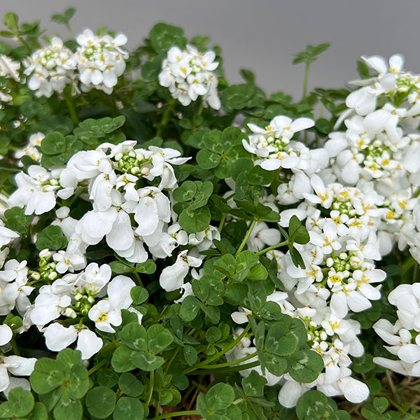 イベリス＆クローバー3.5号ポット