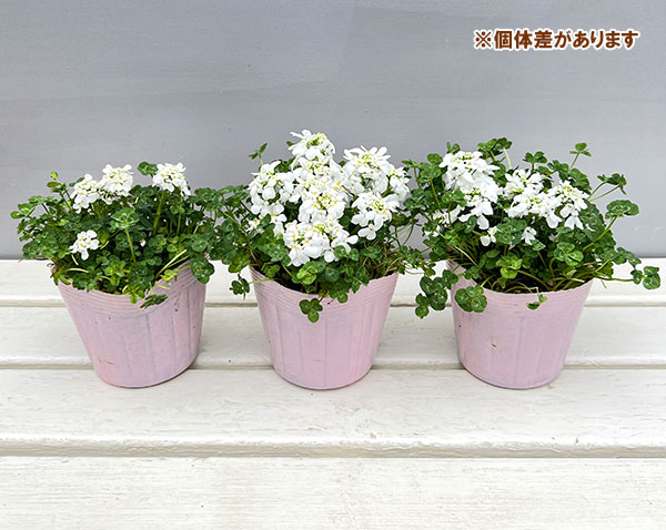 イベリス＆クローバー3.5号ポット
