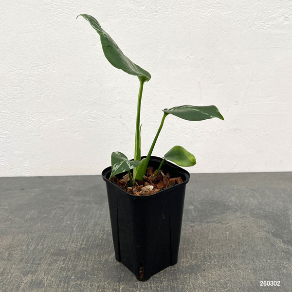 モンステラ:デリシオーサ バルバソー 3.5号ポット26-01