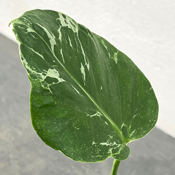 モンステラ:デリシオーサ バルバソー 3.5号ポット26-01