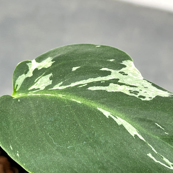 モンステラ:デリシオーサ バルバソー 3.5号ポット26-01