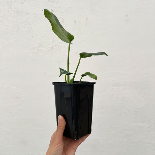 モンステラ:デリシオーサ バルバソー 3.5号ポット26-01