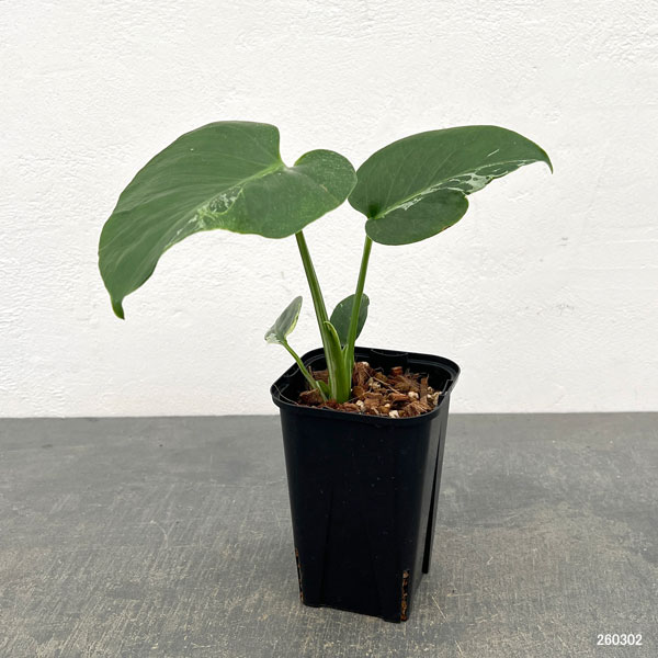モンステラ：デリシオーサ バルバソー 3.5号ポット26-02