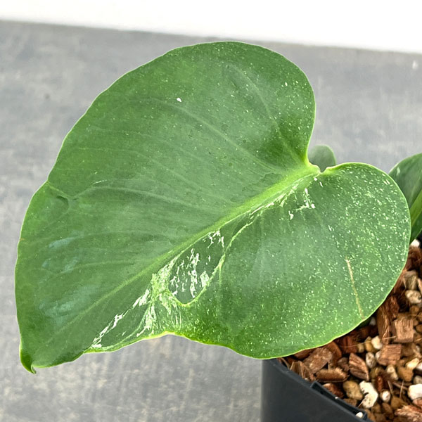 モンステラ：デリシオーサ バルバソー 3.5号ポット26-02