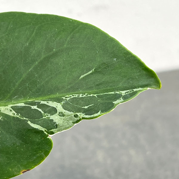 モンステラ：デリシオーサ バルバソー 3.5号ポット26-02