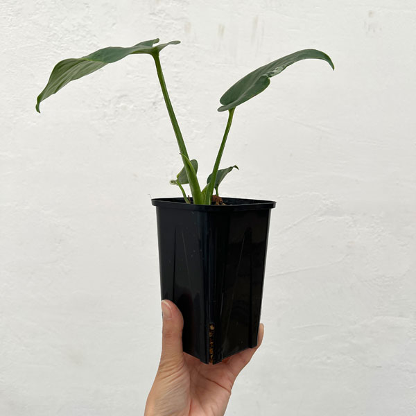 モンステラ：デリシオーサ バルバソー 3.5号ポット26-02