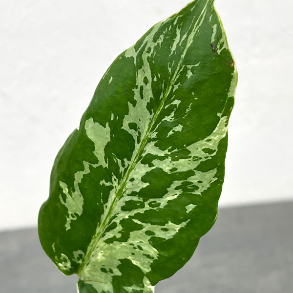 モンステラ：デリシオーサ バルバソー 3.5号ポット26-03